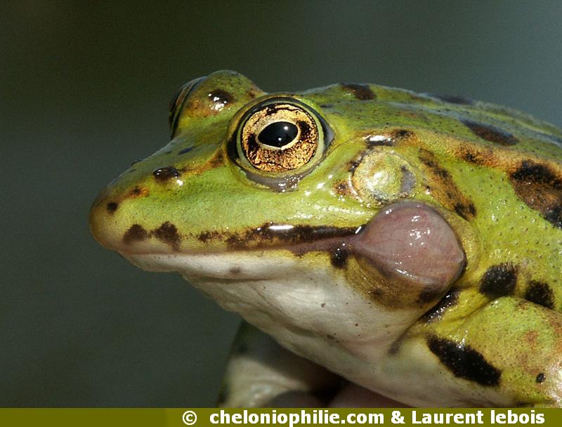 Grenouille de Lessona