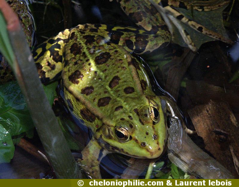 Grenouille de Lessona