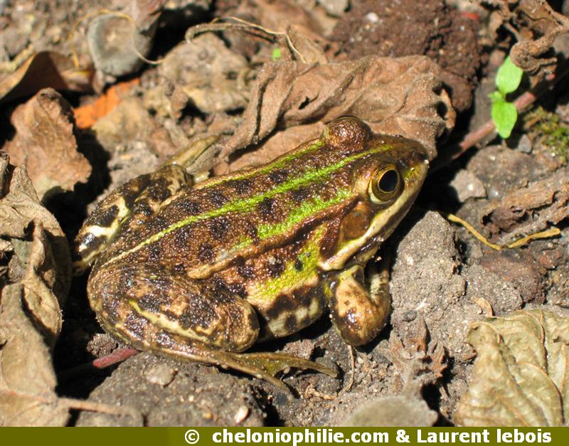 Pelophylax lessonae