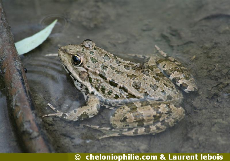 Pelophylax lessonae