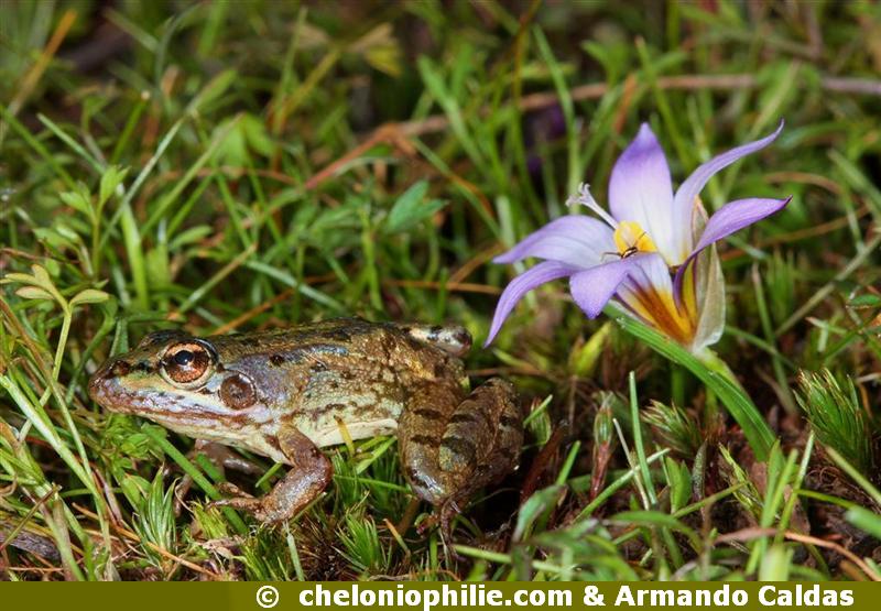 Grenouille de Perez
