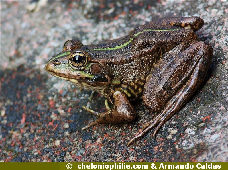 Pelophylax perezi