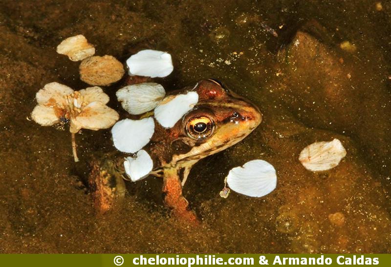 Pelophylax perezi