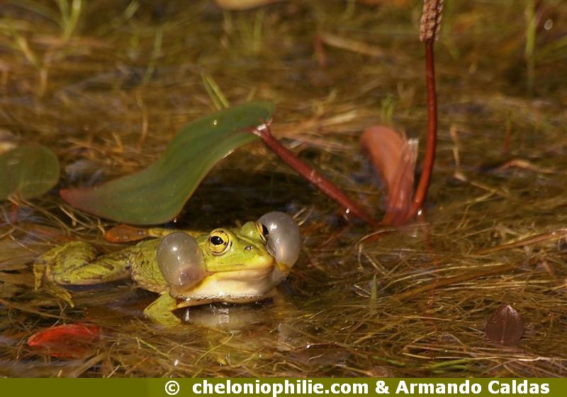 Pelophylax perezi