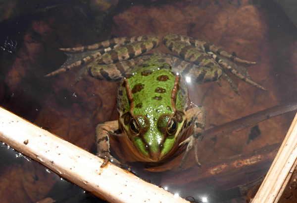 Pelophylax ridibundus