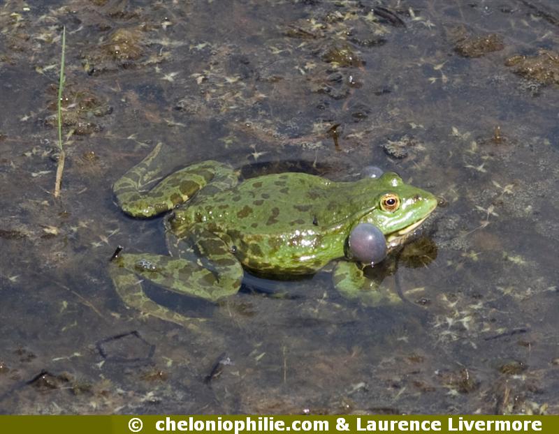 Pelophylax ridibundus