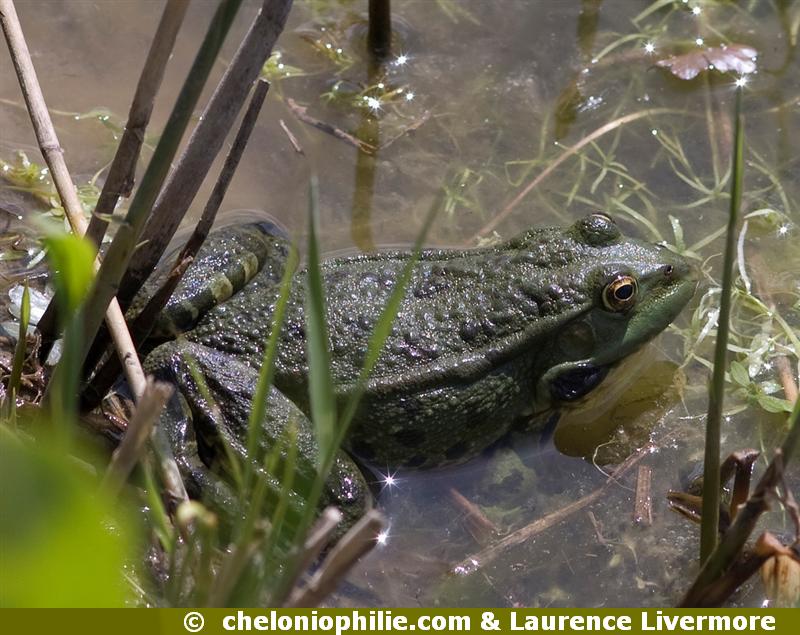 Grenouille rieuse