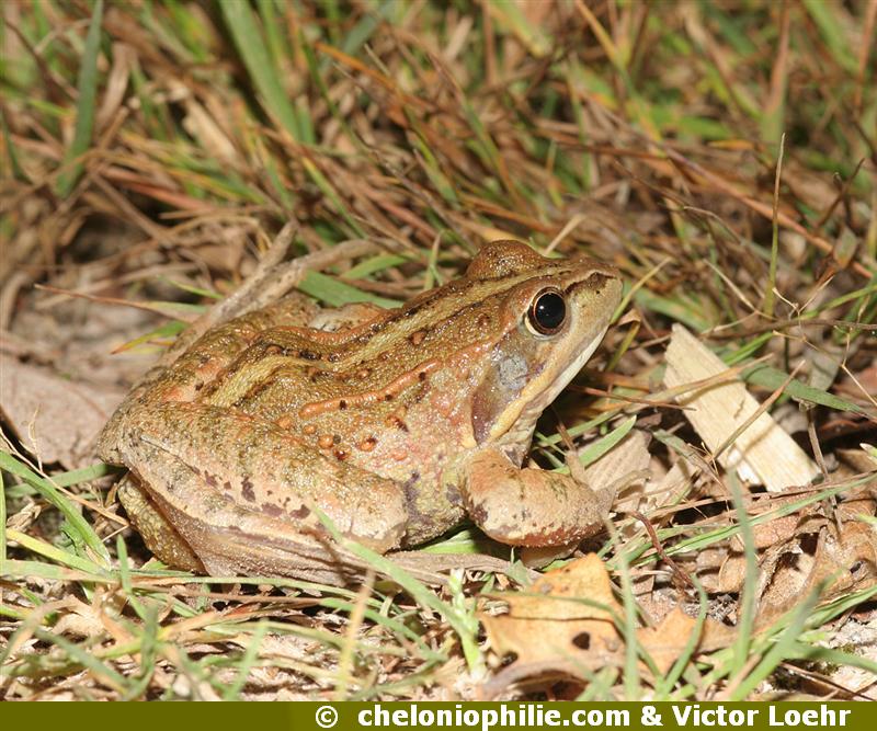 Rana arvalis