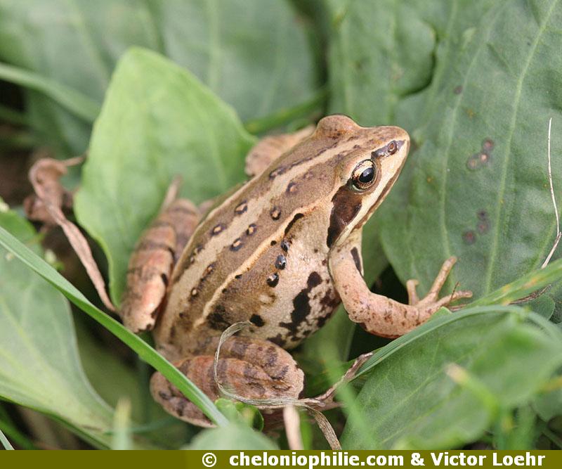 Grenouille des champs