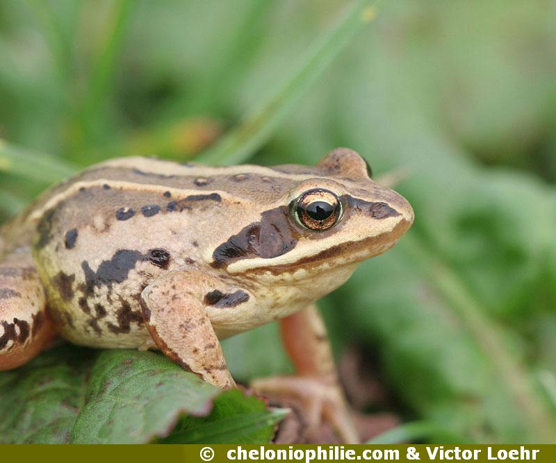 Rana arvalis