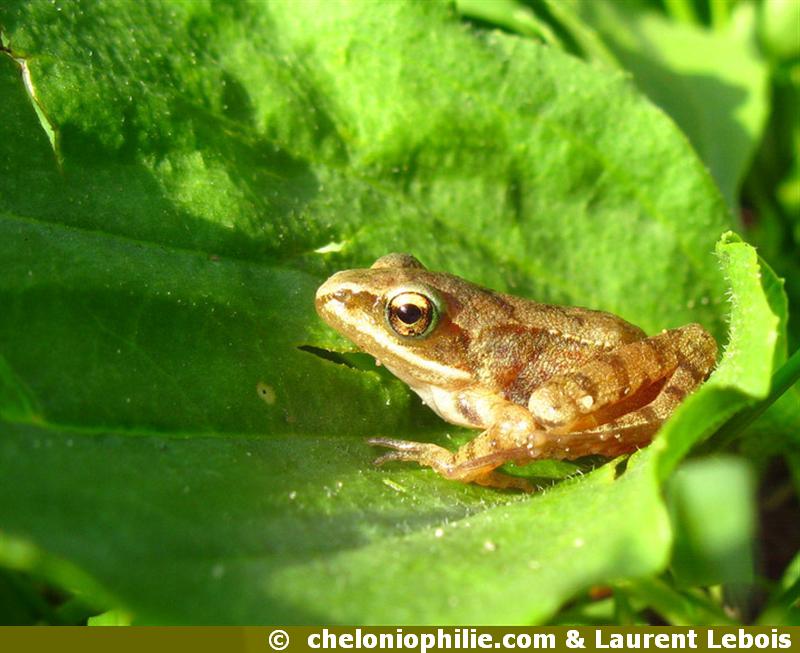 Grenouille agile