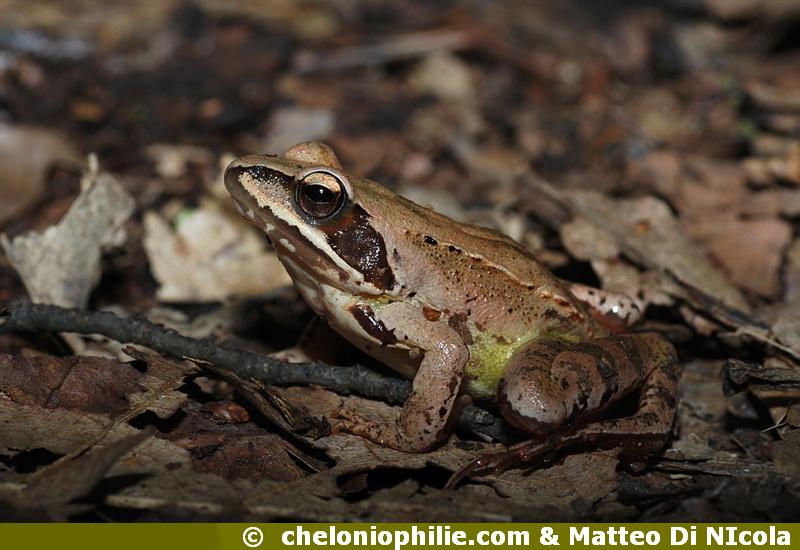 Grenouille agile