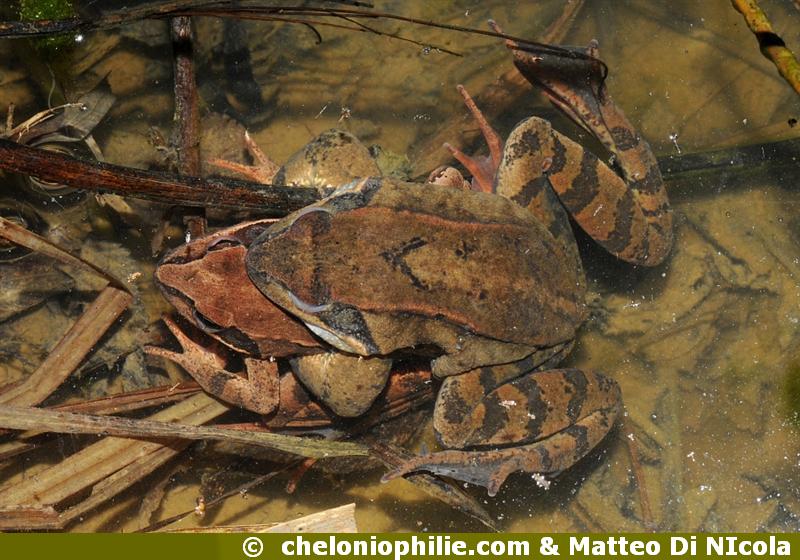 Rana dalmatina