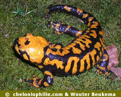 Salamandra corsica