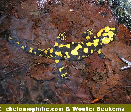 Salamandra corsica