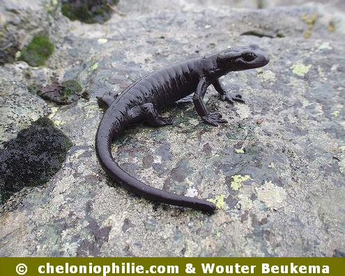 Salamandra lanzai