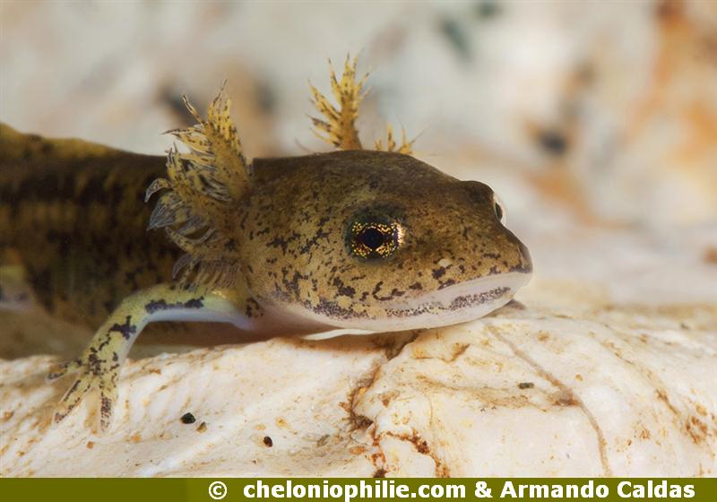 Salamandre