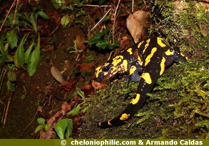 Salamandra salamandra