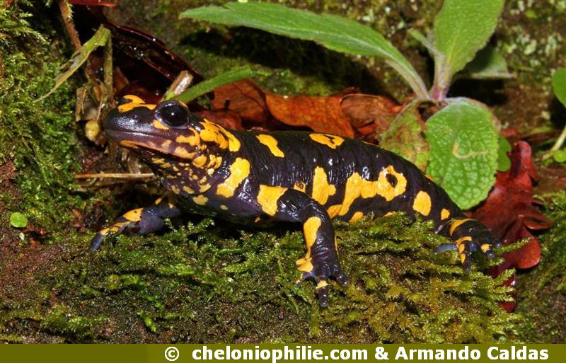 Salamandra salamandra