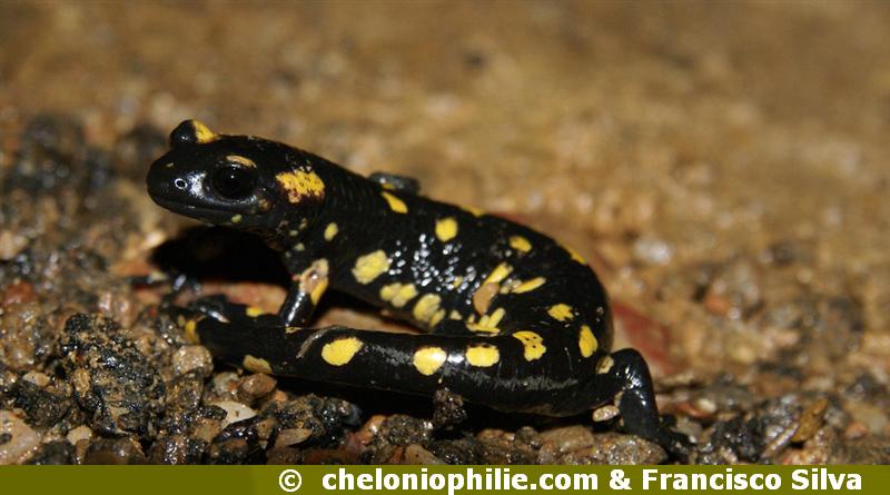 Salamandra salamandra