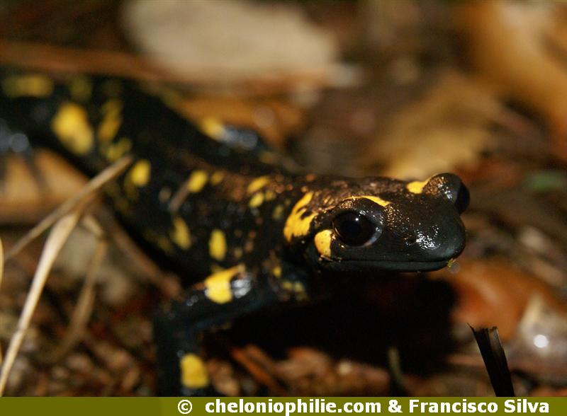Salamandra salamandra